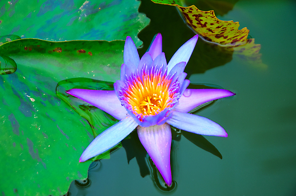 포토 JPG 해외이미지 식물 꽃잎 꽃 호수 잎 꽃무늬 자연 사람없음 장식 초록색 물 머리 정원 활발 벚꽃 연못 개화 심볼 싱글 신성 해외202004 해외포토 자연요소 컬러 컨셉 무늬 신체부위 생태계 파일형식 이미지허브