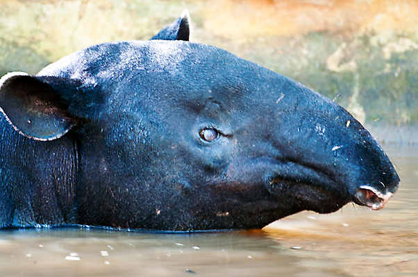 포토 JPG 해외이미지 나무 식물 동물 응시 공원 아시아 야생동물 모래 부분 포유류 자연 초식동물 동양인 사람없음 야외 초록색 검은색 회색 흰색 코 귀 인도네시아 주둥이 말레이시아 땅바닥 찰과상 총구 반추동물 해외202004 해외포토 시선 공공시설 나라 컬러 바닥 인종 신체부위 상처 생태계 파일형식 이미지허브
