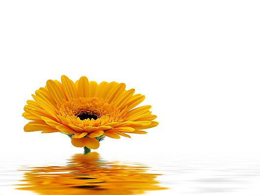 포토 JPG 해외이미지 식물 꽃 줄기 분홍색 백그라운드 오렌지 발렌타인데이 선물 사람없음 초록색 여름 컬러풀 노란색 봄 벚꽃 흰색 신선 개화 닫기 큼 묘사 원예 데이지 꽃가루 거베라 고립 넘어짐 해외202004 해외포토 계절 컬러 과일 모션 데이이벤트 취미 크기 가루 파일형식 이미지허브