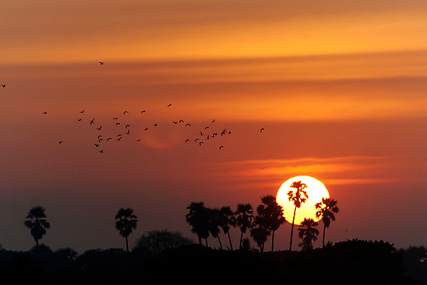 포토 JPG 해외이미지 나무 구름 실루엣 아시아 모래 바다 분홍색 섬 여행 오렌지 태국 하늘 휴가 손바닥 풍경 사람없음 빨간색 물 여름 컬러풀 태양 노란색 침묵 황혼 일몰 새벽 저녁 휴양지 코코넛 석호 이국적 파라다이스 포상금 수평선 해외202004 해외포토 자연요소 식물 손 계절 나라 컬러 돈 과일 촬영기법 노을 소리 장소 야간 파일형식 이미지허브