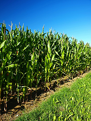 포토 JPG 해외이미지 음식 밭 농업 재료 옥수수 요리 사람없음 농작물 낟알 시리얼 보리 팝콘 해외202004 해외포토 산업 곡류 파일형식 이미지허브