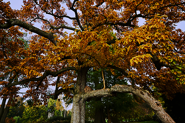 포토 JPG 해외이미지 나무 식물 공원 유럽 잎 독일 사람없음 안개 가을 나뭇가지 숲 해외202004 해외포토 계절 공공시설 나라 날씨 파일형식 이미지허브