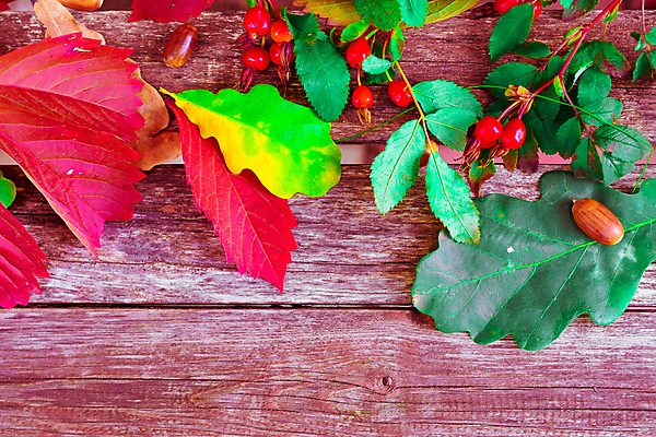 포토 JPG 해외이미지 식물 옷 공원 열매 꽃 어린이 음식 분홍색 신발 잎 크리스마스 2 벤치 과일 자연 포도 새로움 부츠 건강 사람없음 목재 장식 빨간색 초록색 장미 갈색 유행 산책 가을 흰색 아기 신선 쌍 샌들 가죽 다발 오브젝트 고무 내추럴 고립 숙성 양발 총각무 스타일 해외202004 해외포토 나무 계절 공공시설 기념일 컬러 컨셉 의자 재료 휴식 사람 무 생태계 파일형식 이미지허브