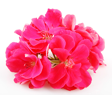 포토 JPG 해외이미지 식물 꽃 분홍색 잎 꽃무늬 자연 사람없음 정원 봄 벚꽃 개화 냄비 원예 고립 해외202004 해외포토 계절 컬러 무늬 취미 솥 생태계 파일형식 이미지허브