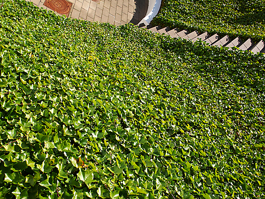 포토 JPG 해외이미지 식물 외관 벽 백그라운드 잎 자연 사람없음 야외 초록색 환경 정원 봄 성장 덮개 나뭇가지 신선 언덕 원예 질감 오르기 포도나무 아이비 내추럴 땅바닥 그리너리 해외202004 해외포토 나무 계절 컬러 모션 바닥 취미 뚜껑 과일나무 생태계 파일형식 트랜드컬러 이미지허브