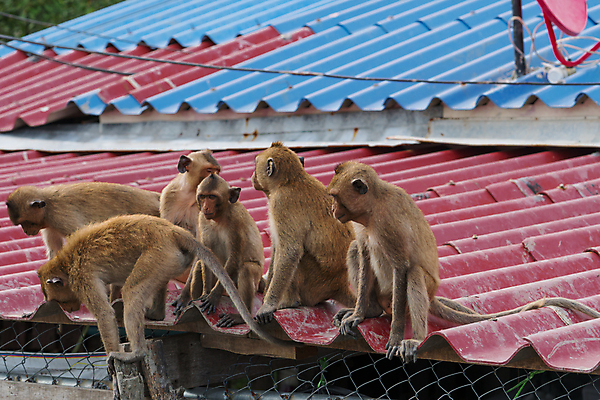 포토 JPG 해외이미지 동물 아시아 야생동물 태국 자연 지붕 생물 사람없음 야외 빨간색 파란색 갈색 원숭이 그룹 내추럴 해외202004 해외포토 나라 컬러 포유류 생태계 파일형식 이미지허브