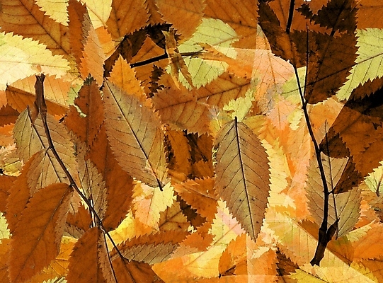 포토 JPG 해외이미지 식물 계절 공원 백그라운드 잎 자연 건조 사람없음 목재 초록색 컬러풀 갈색 카펫 덮개 가을 닫기 숲 큼 9월 유기농 질감 10월 내추럴 해외202004 해외포토 나무 웰빙 공공시설 컬러 재료 모션 뚜껑 날짜 크기 생태계 파일형식 이미지허브