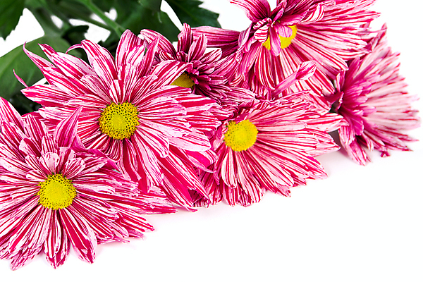 포토 JPG 해외이미지 식물 계절 꽃잎 꽃 줄기 분홍색 꽃다발 백그라운드 잎 꽃무늬 패턴 자연 프레임 국화 기술 사랑 사람없음 초록색 여름 노란색 머리 보라색 봄 벚꽃 가을 흰색 신선 개화 다발 오브젝트 데이지 개발 전경 해외202004 해외포토 감정 컬러 무늬 풍경 신체부위 생태계 파일형식 탑뷰 이미지허브