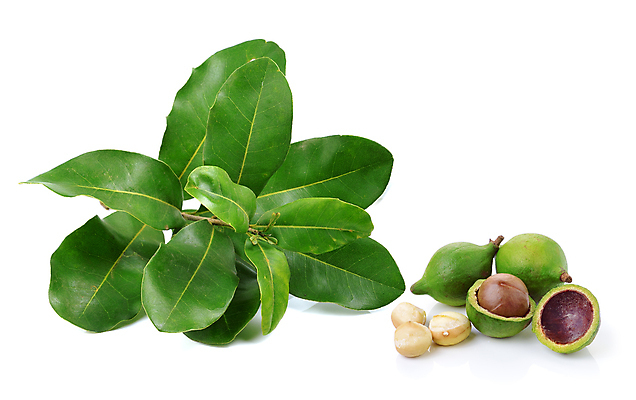 포토 JPG 해외이미지 음식 백그라운드 잎 과일 재료 건강 씨앗 사람없음 갈색 견과류 껍질 흰색 그룹 유기농 알맹이 내추럴 개암나무 고립 깨짐 단백질 해외202004 해외포토 나무 식물 웰빙 컬러 컨셉 영양소 파일형식 이미지허브