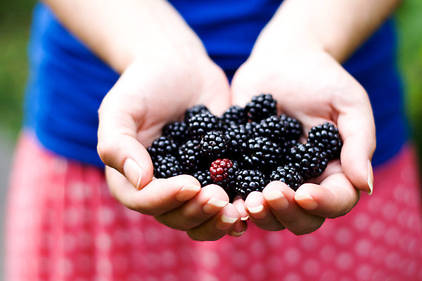 포토 JPG 해외이미지 손 열매 다이어트 건강 관리 사람없음 빨간색 검은색 잡기 향기 칼로리 블랙베리 해외202004 해외포토 식물 컬러 과일 모션 신체부위 냄새 파일형식 이미지허브