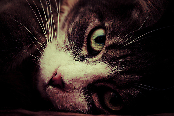 포토 JPG 해외이미지 동물 캐릭터 1 응시 여유 백그라운드 포유류 자연 휴식 친절 털 사랑 사람없음 가로 초록색 반려동물 머리 검은색 고양이 침묵 회색 계획 콧수염 만족 싱글 솜털 노려봄 심각 총구 해외202004 해외포토 시선 감정 컬러 컨셉 수염 표정 신체부위 소리 생태계 파일형식 이미지허브