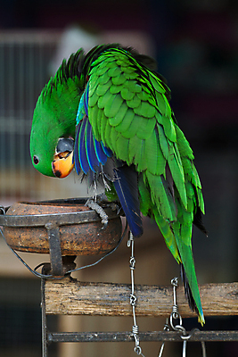 포토 JPG 해외이미지 동물 응시 백그라운드 조류 서기 사람없음 빨간색 초록색 반려동물 컬러풀 흰색 경계 흰배경 앵무새 고립 해외202004 해외포토 시선 컬러 모션 파일형식 이미지허브