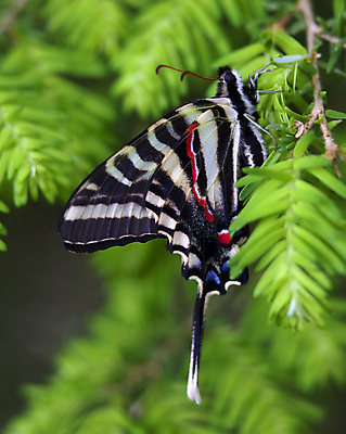 포토 JPG 해외이미지 식물 동물 야생동물 나비 곤충 자연 앉기 사람없음 초록색 컬러풀 정원 흰색 벌레 원예 얼룩말 내추럴 해외202004 해외포토 컬러 모션 취미 말_동물 생태계 파일형식 이미지허브