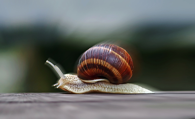 포토 JPG 해외이미지 동물 자연 추상 사람없음 분노 유머 심볼 묘사 사인 속도 달팽이 재촉 과속 달리기선수 레이서 원정 해외202004 해외포토 감정 컨셉 무늬 연체동물 생태계 육상선수 파일형식 이미지허브