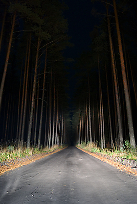 포토 JPG 해외이미지 나무 도로 사람없음 목재 어둠 소나무 야간 숲 무서움 먼지 해외202004 해외포토 자연요소 식물 감정 길 재료 교통시설 파일형식 이미지허브