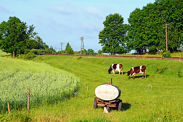 포토 JPG 해외이미지 동물 백그라운드 밭 농업 포유류 자연 벽지 휴가 휴식 풍경 사람없음 물 여름 울타리 농장 농경지 환경 맑음 침묵 목장 우유 시골 소 분위기 밀 시골집 탱크 철사 광택 폴란드 밭일 목가 해외202004 해외포토 자연요소 계절 유럽 산업 컨셉 날씨 유제품 곡류 주택 담장 소리 생태계 파일형식 이미지허브