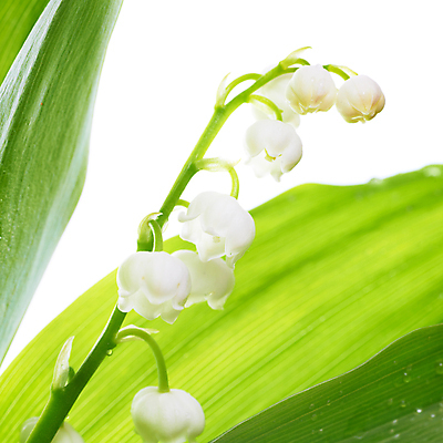 포토 JPG 해외이미지 식물 계절 꽃잎 꽃 리본 꽃다발 백그라운드 잎 꽃무늬 자연 선물 사람없음 야외 초록색 물 여름 정원 계곡 봄 벚꽃 종 흰색 물방울 숲 백합 작음 5월 다발 향수 묘사 활 향기 고립 해외202004 해외포토 자연요소 컬러 무늬 화장품 날짜 크기 생태계 냄새 파일형식 이미지허브