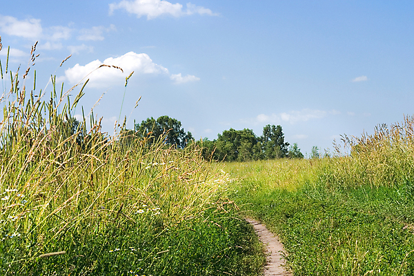 포토 JPG 해외이미지 식물 계절 야생동물 백그라운드 잎 밭 농업 자연 하늘 날씨 풍경 사람없음 야외 초록색 여름 파란색 햇빛 태양 노란색 환경 침묵 시골 땅 허브 장면 천국 넘어짐 평야 해외202004 해외포토 자연요소 동물 산업 컬러 모션 소리 생태계 파일형식 이미지허브