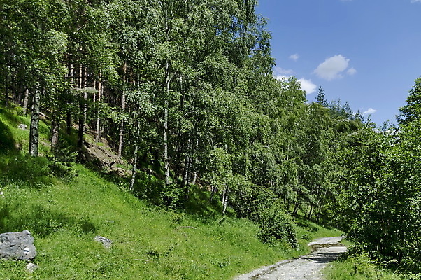 포토 JPG 해외이미지 나무 식물 계절 유럽 도로 길 낙엽 잎 자연 파노라마 풍경 사람없음 목재 가로 초록색 여름 환경 활발 숲 오솔길 언덕 생태계 침엽수 방법 불가리아 섞기 해외202004 해외포토 나라 컬러 컨셉 재료 교통시설 촬영기법 파일형식 남유럽 이미지허브