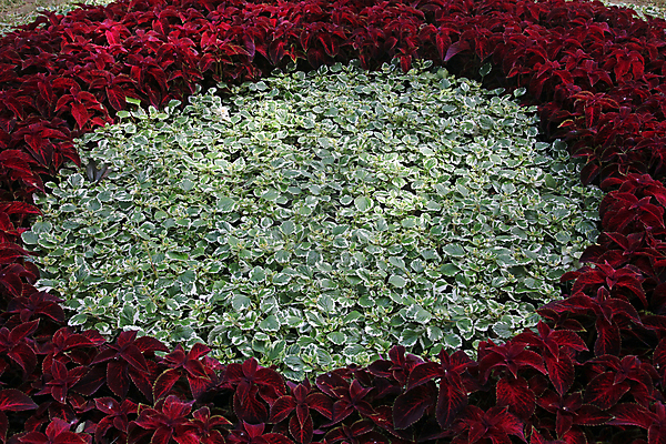 포토 JPG 해외이미지 모양 식물 디자인 꽃잎 꽃 분홍색 꽃다발 결혼 꽃무늬 자연 휴식 프레임 발렌타인데이 선물 사랑 사람없음 장식 빨간색 여름 장미 우주 정원 보라색 스파 봄 벚꽃 하트 신선 생일 개화 다발 향수 데이지 향기 냄새 내추럴 멀티 엘리먼트 해외202004 해외포토 계절 기념일 감정 컬러 컨셉 무늬 데이이벤트 이벤트 화장품 생태계 파일형식 이미지허브