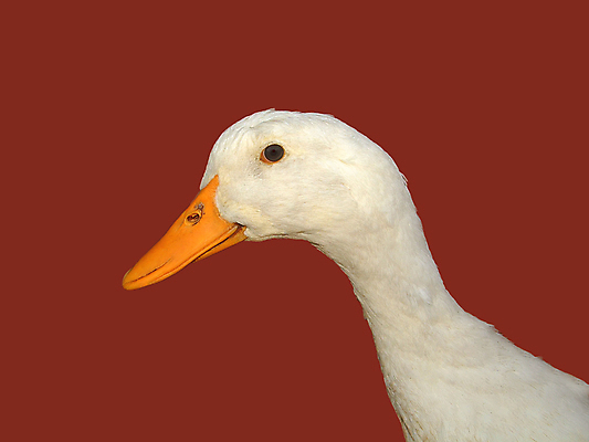 포토 JPG 해외이미지 동물 음식 농업 오렌지 식이요법 육류 사람없음 머리 검은색 식사 흰색 깃털 부리 목 솜털 동물상 해외202004 해외포토 산업 컬러 과일 식재료 건강 신체부위 조형물 파일형식 이미지허브