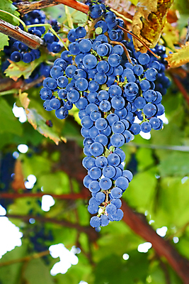 포토 JPG 해외이미지 식물 전통 계절 열매 음료 음식 백그라운드 잎 농업 과일 자연 포도 디저트 매달리기 건강 사람없음 초록색 여름 파란색 농작물 햇빛 농장 와인 어둠 수확 성장 가을 나뭇가지 시골 그룹 달콤 그늘 9월 다발 상쾌 유기농 장면 포도나무 숙성 양조 채식주의자 세련 해외202004 해외포토 나무 웰빙 감정 산업 컬러 모션 주류 태양 날짜 맛 과일나무 생태계 채식 파일형식 이미지허브