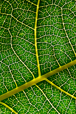 포토 JPG 해외이미지 식물 백그라운드 잎 꽃무늬 패턴 자연 추상 사람없음 초록색 빛 봄 활발 신선 닫기 묘사 유기농 질감 정맥 내추럴 강렬 해외202004 해외포토 웰빙 계절 꽃 컬러 컨셉 무늬 모션 생태계 혈관 파일형식 이미지허브