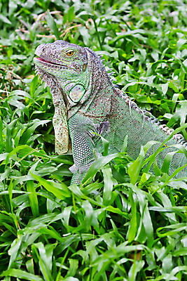 포토 JPG 해외이미지 동물 척추동물 응시 야생동물 포즈 신체 파충류 자연 생물 동물원 종류 사람없음 야외 초록색 반려동물 환경 놀람 숲 큼 피부 눈금 도마뱀 육식동물 스파이크 기어가기 동물상 집게발 오싹 해외202004 해외포토 시선 감정 컬러 모션 표정 신체부위 조형물 크기 생태계 파일형식 이미지허브