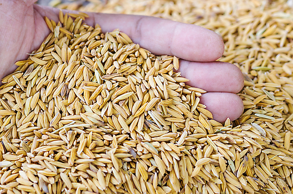 포토 JPG 해외이미지 손 여자 산업 아시아 문화 음식 농업 태국 밥 건강 손바닥 요리 씨앗 동양인 사람없음 경제 쌓기 수확 흰색 달콤 결과 농부 상품 낟알 기아 유기농 날것 쇼 부드러움 섬유 흙더미 내추럴 밭일 생식 위기 많음 해외202004 해외포토 식물 직업 웰빙 나라 컬러 컨셉 모션 사람 인종 신체부위 흙 직물 감각 맛 사회이슈 파일형식 더미 이미지허브