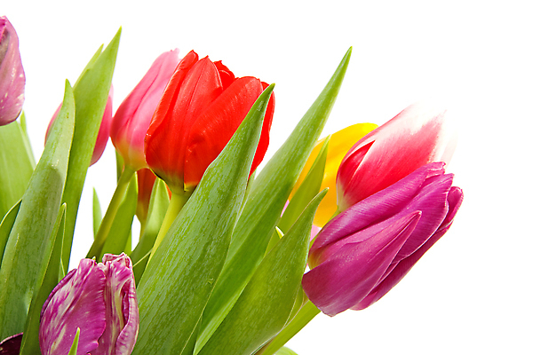 포토 JPG 해외이미지 식물 꽃 꽃다발 잎 전구 자연 유리 선물 사람없음 컬러풀 꽃병 봄 튤립 신선 생일 네덜란드 고립 해외202004 해외포토 계절 기념일 유럽 컬러 재질 생태계 파일형식 이미지허브