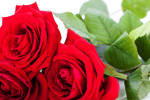 포토 JPG 해외이미지 식물 기념일 꽃잎 꽃 감정 결혼 백그라운드 꽃무늬 데이트 자연 휴가 발렌타인데이 선물 사랑 사람없음 장식 빨간색 초록색 컬러풀 장미 벚꽃 흰색 신선 심볼 묘사 싱글 향기 열정 진홍색 고립 완전 해외202004 해외포토 컬러 컨셉 무늬 데이이벤트 이벤트 생태계 냄새 파일형식 이미지허브