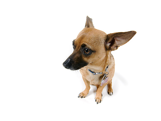 포토 JPG 해외이미지 동물 발 피곤 사람없음 반려동물 개 혼합 땅바닥 해외202004 해외포토 컨셉 포유류 바닥 신체부위 파일형식 이미지허브