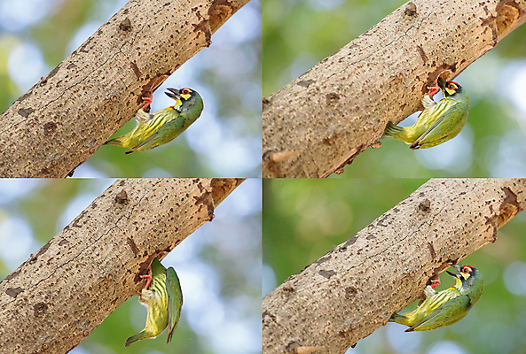 포토 JPG 해외이미지 나무 동물 공원 여자 남자 아시아 야생동물 음식 날개 자연 조류 생물 사람없음 초록색 갈색 노란색 정원 나뭇가지 아기 잡기 쥐 숲 작음 먹기 부리 토막 수유 해외202004 해외포토 식물 공공시설 나라 컬러 모션 사람 설치류 크기 생태계 파일형식 이미지허브