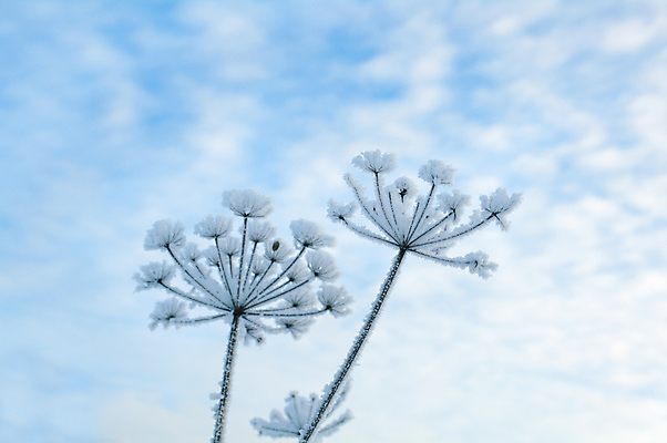 포토 JPG 해외이미지 주간 구름 꽃 겨울 하늘 눈꽃 사람없음 야외 겨울풍경 해외202004 해외포토 자연요소 식물 계절 눈_날씨 풍경 파일형식 이미지허브