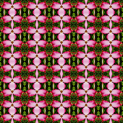 포토 JPG 해외이미지 나무 백그라운드 패턴 태국 자연 벽지 추상 사람없음 컬러풀 진달래 해외202004 해외포토 식물 꽃 아시아 컬러 무늬 생태계 파일형식 이미지허브