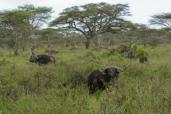 포토 JPG 해외이미지 동물 야생동물 밭 아프리카 자연 휴가 따뜻함 국립공원 사람없음 뜨거움 사파리 케냐 세렝게티 탄자니아 해외202004 해외포토 공원 나라 농업 생태계 파일형식 이미지허브