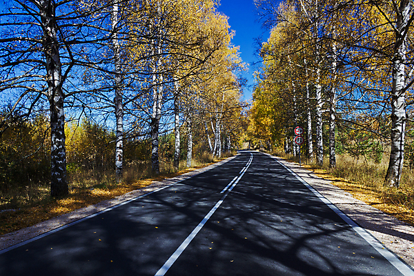 포토 JPG 해외이미지 나무 식물 계절 공원 유럽 도로 길 선 여행 백그라운드 단풍 잎 패턴 오렌지 자연 벽지 산 풍경 사람없음 야외 장식 빨간색 초록색 컬러풀 햇빛 노란색 환경 활발 가을 흰색 시골 신선 고속도로 보행로 변화 황금 숲 오솔길 아스팔트 언덕 유기농 모음 자작나무 빛망울 내추럴 강렬 굴곡 더블 되감기 해외202004 해외포토 웰빙 공공시설 나라 컬러 컨셉 무늬 과일 교통시설 빛 태양 생태계 파일형식 이미지허브