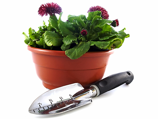 포토 JPG 해외이미지 식물 계절 꽃 꽃무늬 자연 사람없음 초록색 정원 봄 성장 벚꽃 흰색 신선 냄비 컨테이너 원예 데이지 내추럴 고립 모종 해외202004 해외포토 산업 컬러 무늬 취미 솥 생태계 파일형식 이미지허브