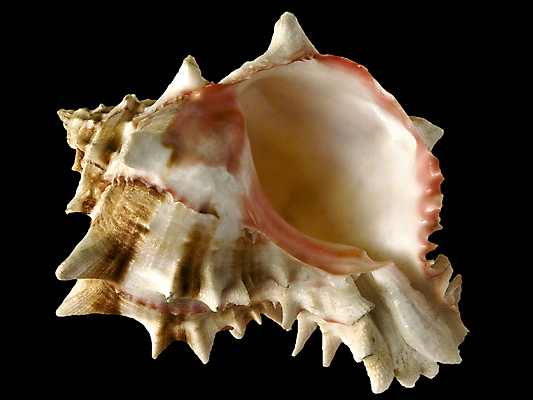 포토 JPG 해외이미지 클리핑패스 바다 분홍색 백그라운드 자연 조개 열대 사람없음 갈색 검은색 수중 줄무늬 껍질 흰색 척추 오브젝트 스파이크 고립 이국적 해외202004 해외포토 컬러 무늬 어패류 뼈 생태계 파일형식 이미지허브