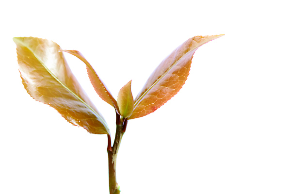 포토 JPG 해외이미지 나무 식물 계절 줄기 단풍 낙엽 잎 오렌지 자연 사람없음 빨간색 노란색 활발 젖음 가을 흰색 나뭇가지 변화 황금 11월 오브젝트 싱글 10월 고립 해외202004 해외포토 컬러 컨셉 과일 날짜 생태계 파일형식 이미지허브