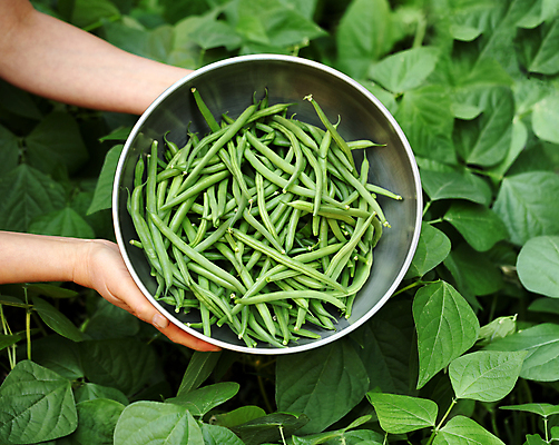 포토 JPG 해외이미지 손 음식 백그라운드 농업 채소 재료 자연 콩 건강 사람없음 초록색 농장 정원 식사 수확 유기농 날것 채식주의자 해외202004 해외포토 웰빙 산업 컬러 곡류 신체부위 생태계 채식 파일형식 이미지허브