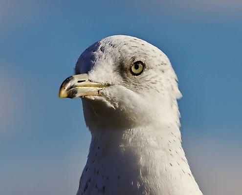 포토 JPG 해외이미지 백그라운드 캐나다 날개 갈매기 조류 하늘 사람없음 파란색 노란색 머리 검은색 놀람 회색 흰색 자신감 닫기 깃털 만족 그림 나이아가라 고립 해외202004 해외포토 동물 감정 컬러 북아메리카 모션 표정 신체부위 미국 파일형식 이미지허브