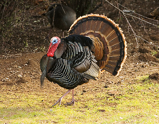 포토 JPG 해외이미지 남자 날개 발 조류 수염 사람없음 빨간색 파란색 저녁식사 깃털 꼬리 추수감사절 칠면조 해외202004 해외포토 동물 기독교 컬러 사람 신체부위 식사 파일형식 이미지허브