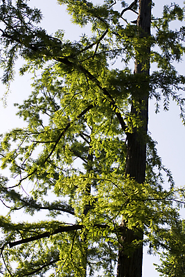 포토 JPG 해외이미지 나무 식물 계절 공원 백그라운드 잎 밭 자연 아침 풍경 사람없음 야외 초록색 여름 울타리 컬러풀 평화 환경 시골 숲 땅 내추럴 해외202004 해외포토 주간 공공시설 컬러 컨셉 농업 담장 생태계 파일형식 이미지허브
