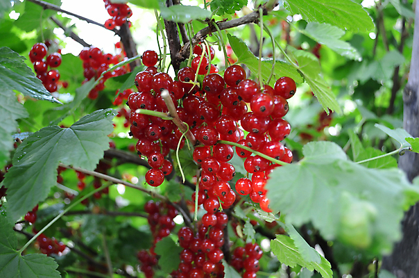 포토 JPG 해외이미지 식물 열매 잎 자연 사람없음 빨간색 정원 해외202004 해외포토 컬러 생태계 파일형식 이미지허브