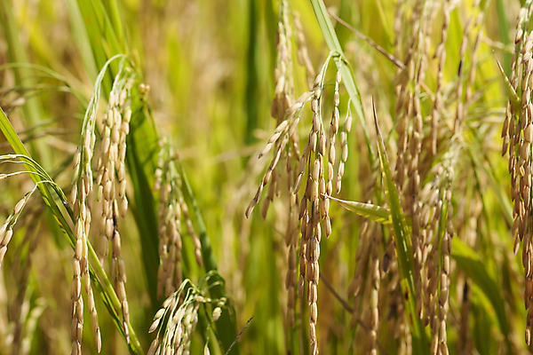 포토 JPG 해외이미지 식물 계절 음식 줄기 농업 자연 밥 옥수수 씨앗 사람없음 야외 초록색 농작물 농장 노란색 수확 성장 껍질 가을 시골 황금 낟알 유기농 알맹이 귀 장면 스파이크 논밭 숙성 해외202004 해외포토 웰빙 산업 컬러 밭 곡류 논 신체부위 생태계 파일형식 이미지허브