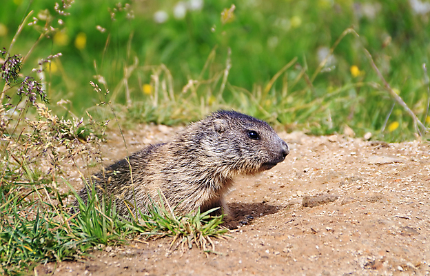 포토 JPG 해외이미지 동물 응시 야생동물 포유류 자연 생물 산 털 사람없음 야외 초록색 갈색 봄 아기 구멍 닫기 개 강아지 설치류 작음 모피 알프스 경보 동물상 땅바닥 해외202004 해외포토 시선 계절 유럽 컬러 모션 바닥 사람 반려동물 조형물 크기 생태계 파일형식 이미지허브