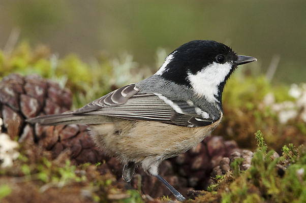 포토 JPG 해외이미지 동물 유럽 야생동물 겨울 날개 자연 조류 사람없음 머리 정원 놀람 다양 흰색 숲 깃털 경계 즐거움 호기심 부리 감탄 동물상 삼림지대 석탄 해외202004 해외포토 계절 감정 나라 컬러 다수 컨셉 표정 신체부위 조형물 생태계 파일형식 이미지허브