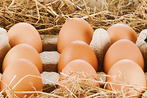 포토 JPG 해외이미지 음식 재료 아침 실내 건강 사람없음 농장 바구니 모임 껍질 시골 신선 그룹 볏짚 수집 깃털 속도 유기농 날것 밀짚 외양간 무료 생식 해외202004 해외포토 주간 웰빙 농업 내부 짚 파일형식 이미지허브