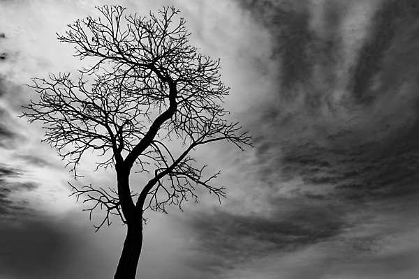 포토 JPG 해외이미지 주간 나무 구름 자연 하늘 흑백 풍경 사람없음 야외 해외202004 해외포토 자연요소 식물 촬영기법 생태계 파일형식 이미지허브